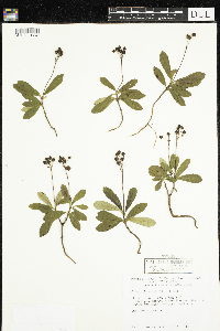 Chimaphila umbellata image