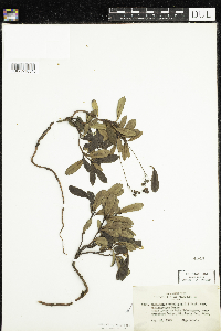 Chimaphila umbellata image
