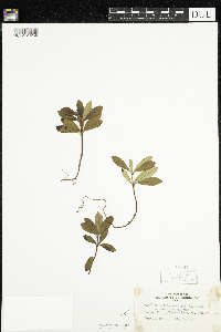 Chimaphila umbellata image