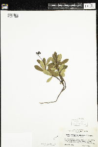 Chimaphila umbellata image