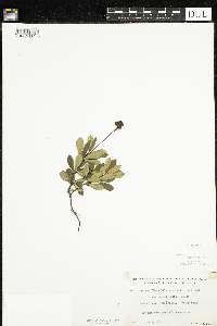 Chimaphila umbellata image