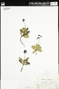 Chimaphila umbellata image