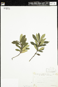 Chimaphila umbellata image