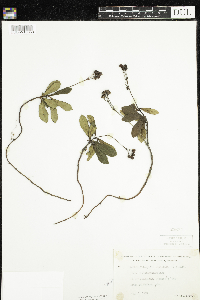 Chimaphila umbellata image
