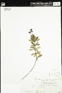 Chimaphila umbellata image