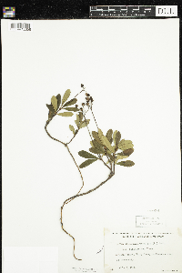 Chimaphila umbellata image