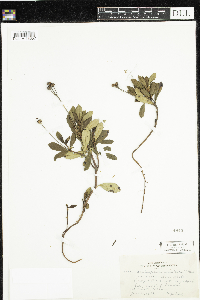 Chimaphila umbellata image