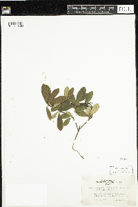 Chimaphila umbellata image