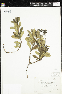 Chimaphila umbellata image