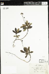 Chimaphila umbellata image