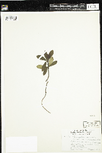 Chimaphila umbellata image