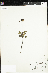 Chimaphila umbellata image