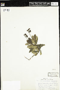 Chimaphila umbellata image