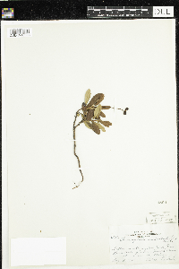 Chimaphila umbellata image