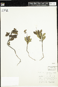 Chimaphila umbellata image