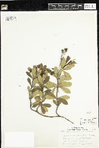 Chimaphila umbellata image