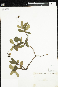 Chimaphila umbellata image
