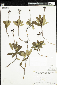Chimaphila umbellata image