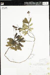 Chimaphila umbellata image
