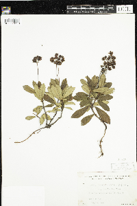 Chimaphila umbellata image