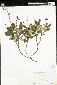Chimaphila umbellata image
