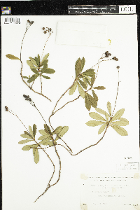 Chimaphila umbellata image