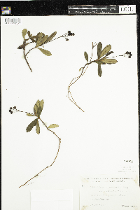 Chimaphila umbellata image
