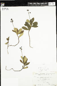 Chimaphila umbellata image