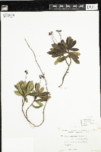 Chimaphila umbellata image