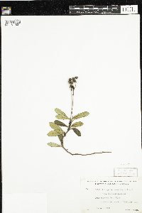 Chimaphila umbellata image