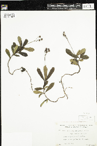 Chimaphila umbellata image