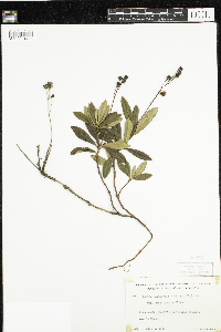 Chimaphila umbellata image