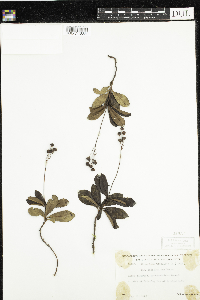 Chimaphila umbellata image