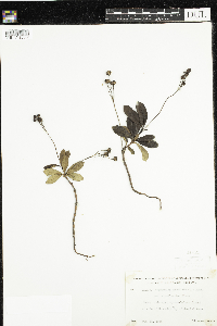 Chimaphila umbellata image