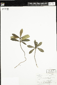 Chimaphila umbellata image