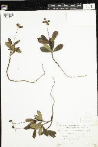 Chimaphila umbellata image