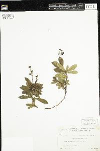 Chimaphila umbellata image