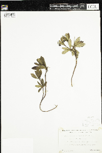 Chimaphila umbellata image