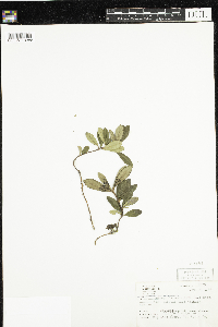 Chimaphila umbellata image