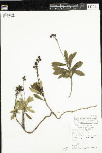 Chimaphila umbellata image
