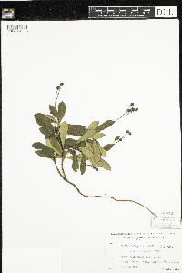Chimaphila umbellata image