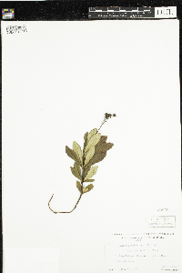 Chimaphila umbellata image