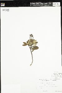 Chimaphila umbellata image