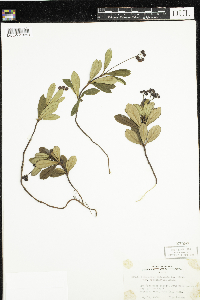 Chimaphila umbellata image