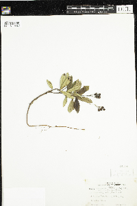 Chimaphila umbellata image