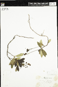 Chimaphila umbellata image