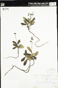 Chimaphila umbellata image