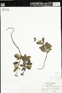 Chimaphila umbellata image