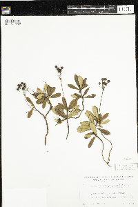 Chimaphila umbellata image