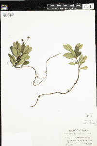 Chimaphila umbellata image